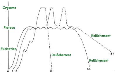 Graphique représentant les phases excitation, plateau, orgasme, relâchement