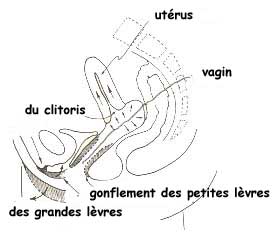 Excitation; appareil génital féminin