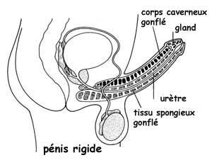 Dessin d’un pénis rigide