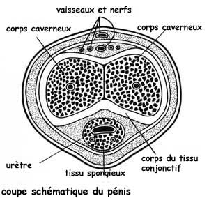 Excitation sexuelle; coupe schématique du corps caverneux