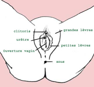 Excision: dessin des organes génitaux féminins
