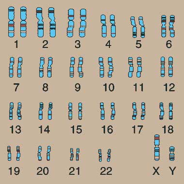 Dessin des 23 paires de chromosomes de l’être humain