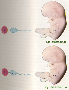 Différence de sexe; chromosomes X et Y