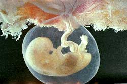 Embryon et placenta