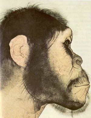 Nos origines; dessin d’un homme-singe