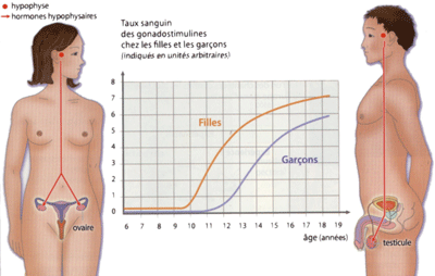 puberté ; differences