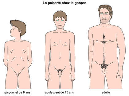 puberté ; garcon