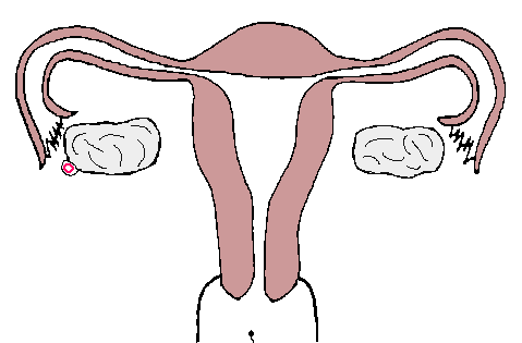 Représentation ‘animée’ de l’ovulation et de la fécondation