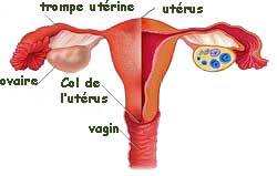 Schéma des organes génitaux internes féminins