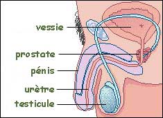 Schéma des organes génitaux internes masculins