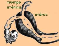 Schéma de spermatozoïdes se mouvant vers l’utérus