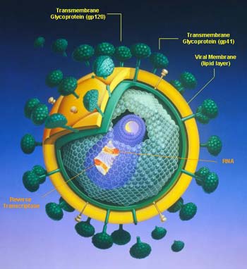 Structure schématique du virus VIH
