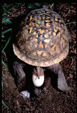 Prédire l’avenir; tortue en train de pondre