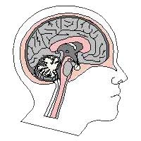 éjaculatio praecox ; schéma du cerveau
