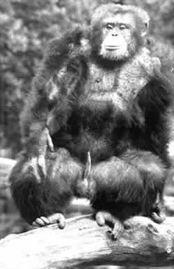 Chimpanzé avec pénis en érection ; manifestation de pouvoir