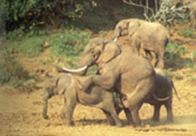 Différence sexuelle ; eléphants en train de copuler