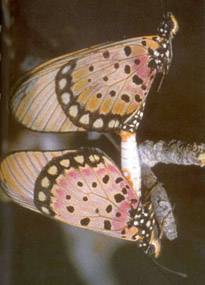 Différence sexuelle; papillons en train de copuler
