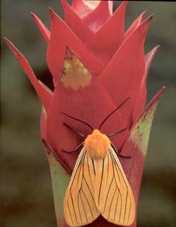 Sexe et art; plante qui attire un papillon