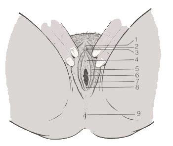 schéma des parties génitales féminines