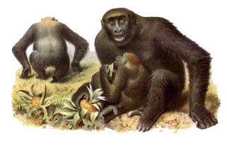 Nos origines; des hommes-singes