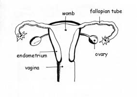 Schéma animé des règles et de l’ovulation