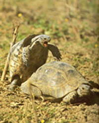 Différence sexuelle; tortues en train de copuler