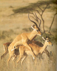 Désir & aversion; cerf et biche en train de copuler