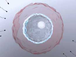 La reproduction; des spermatozoïdes se rapprochant d’un ovule