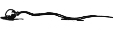 spermazotoïdes