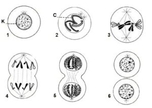 division cellulaire