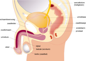 organes genitaux