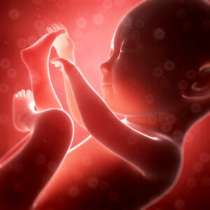 d’embryon à bébé