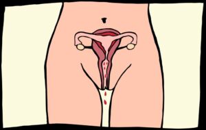 menstruation (ou règles)
