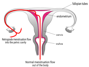 menstruation (ou règles)