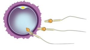 chromosomes