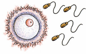 chromosomes